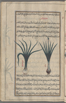 Leek (Allium porrum), kurrât [!]. Two varieties are shown