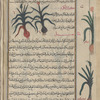 Wild leek, kurrâth al-karm [top margin]; Oniom (Allium cepa). Al-basal. Two specimens of one variety are shown [top]; A second variety of onion [bottom  margin]