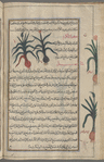 Wild leek, kurrâth al-karm [top margin]; Oniom (Allium cepa). Al-basal. Two specimens of one variety are shown [top]; A second variety of onion [bottom  margin]