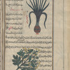 Garlic leek (Allium scorodoprasum), thûm kurrâthî [top]; Charlock ( Brassica alba), khardal ahlî [bottom]
