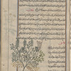 Hûf [!] (Lepidium sativum), i.e., al-rashâd
