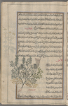 Hûf [!] (Lepidium sativum), i.e., al-rashâd