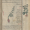 Shepherd's purse (Capsella bursa-pastoris), tlâsfî [!] [center]; Peppergrass, Hoary Cress (Lepidiym draba), dharâbî [margin]