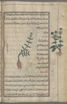 Shepherd's purse (Capsella bursa-pastoris), tlâsfî [!] [center]; Peppergrass, Hoary Cress (Lepidiym draba), dharâbî [margin]