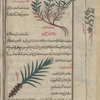 Black pepper (Piper nigrum)), al-filfil al-aswad [top]; White pepper (Piper nigrum), al-filfil al-abyad [margin]; Ginger (Zingiber officinale), zanjabîl [bottom]