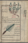Black pepper (Piper nigrum)), al-filfil al-aswad [top]; White pepper (Piper nigrum), al-filfil al-abyad [margin]; Ginger (Zingiber officinale), zanjabîl [bottom]