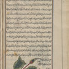 Spotted Arum (Arum maculatum), drâqûntiyûn