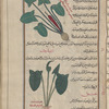 Unidentified plant, awrûn [top]; Friar's cowl (Arum arisarum), arîsârûn [bottom]