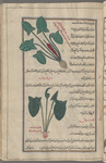 Unidentified plant, awrûn [top]; Friar's cowl (Arum arisarum), arîsârûn [bottom]