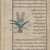 Grape hyacinth (Muscari comosum), bûlbâs