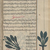 Turnip (Brassica rapa), saljam. Two varieties are shown