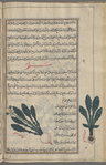 Turnip (Brassica rapa), saljam. Two varieties are shown