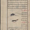 Weasel (Mustel nivalis), ibn 'irs. Also, kakûsiyâ [n.p.]. Two varieties are shown