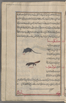 Weasel (Mustel nivalis), ibn 'irs. Also, kakûsiyâ [n.p.]. Two varieties are shown