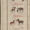 Cockroaches (Blatta orientalis), sarâsir [top]; Mountain goat (Capra aegagrus), al-mâ'iz al-ahlî, and domestic goat (Capra hircus), al-mâ'iz al-ahlî ; Ram (Ovis orientalis..), kabsh da'n, and lamb, hamal ; Bear (Ursus thibetamus), al-dubb [b]