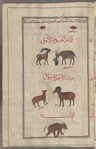 Cockroaches (Blatta orientalis), sarâsir [top]; Mountain goat (Capra aegagrus), al-mâ'iz al-ahlî, and domestic goat (Capra hircus), al-mâ'iz al-ahlî ; Ram (Ovis orientalis..), kabsh da'n, and lamb, hamal ; Bear (Ursus thibetamus), al-dubb [b]