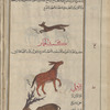 Fox (Volpes vulpes; Volpes cana), tha'lab [top]; Ass (Equus hemionus), al-himâr [middle]; Deer (Dama dama mesopotamica), al-âbil [!] [bottom]