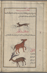 Fox (Volpes vulpes; Volpes cana), tha'lab [top]; Ass (Equus hemionus), al-himâr [middle]; Deer (Dama dama mesopotamica), al-âbil [!] [bottom]