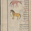 Ass (Equus hemionus), himâr [top];  Horse (Equus caballus), al-khayl [center]