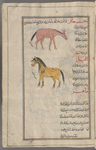 Ass (Equus hemionus), himâr [top];  Horse (Equus caballus), al-khayl [center]