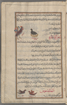 Rooster, dîk, and hen, dajâjah [top]; Two grasshoppers (Telligoniidea species), tahtatîghûs [!n.p.] [bottom]