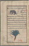 Elephant, fil, to illustrate ivory, al-'âj [top]; Caterpillars, al-mashût [bottom]