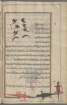 Blister beetles (Mylabris syriaca), dharârîh [top]; Commom salamander (Salamandra terrestris), sâlâmandrâ, identified in the text as sâm abras (chameleon) [bottom]