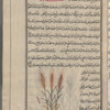 Wheat (Triticum vulgare), illustrates wheat bran, nukhâlat daqîq al-hintah