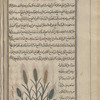 Barley (Hordeum sativum; Hordeum vulgare), sha'îr