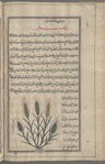 Barley (Hordeum sativum; Hordeum vulgare), sha'îr