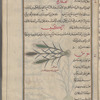 Spelt (Triticum spelta), al-ka'îb [!]