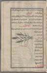 Spelt (Triticum spelta), al-ka'îb [!]