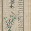 Millet (Panicum miliaceum), hursh [!], i.e., al-jâwars [top];  Oats (Avena sativa), hartamân. (But not a picture of oats) [bottom]