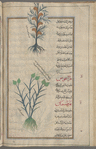 Millet (Panicum miliaceum), hursh [!], i.e., al-jâwars [top];  Oats (Avena sativa), hartamân. (But not a picture of oats) [bottom]