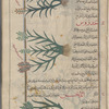 Rice (Oryza sativa), al-âruz [!] [top]; Emmer wheat, Einkorn wheat (Triticum dicoccum; Triticum monococcum), handrûs [middle]; Fox-tail, or Italian Millet (Setaria italica), al-dukhn [bottom]