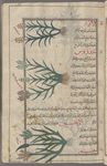 Rice (Oryza sativa), al-âruz [!] [top]; Emmer wheat, Einkorn wheat (Triticum dicoccum; Triticum monococcum), handrûs [middle]; Fox-tail, or Italian Millet (Setaria italica), al-dukhn [bottom]