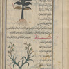Sesame (Sesamum indicum), simsim [top]; Darnel or teres (Lolium temulentum), shaylam [bottom]