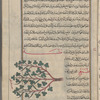 Fenugreek (Trigonella foenumgraecum), hulbah