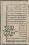 Fenugreek (Trigonella foenumgraecum), hulbah