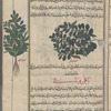 Greek bean (Vicia faba), bâqillâ yawnânî [!]. Two specimens are shown