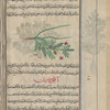 Cultivated chickpea (Cicer arietinum), al-himmas al-bustânî