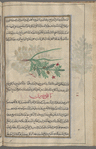 Cultivated chickpea (Cicer arietinum), al-himmas al-bustânî