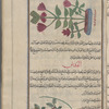Egyptian bean (Nymphaea lotus), bâqillâ misrî. The illustration is labeled al-baqillâ al-hindi, Indian bean [top]; Lentil (lens culinaris, also called Lens esculentus), al-'adas [bottom]