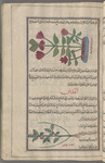 Egyptian bean (Nymphaea lotus), bâqillâ misrî. The illustration is labeled al-baqillâ al-hindi, Indian bean [top]; Lentil (lens culinaris, also called Lens esculentus), al-'adas [bottom]