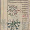 Bitter vetch (Vicia ervilia), karsanah [!] [top]; Cultivated lupin (Lupinus pilosus), tirmis bustânî [bottom]