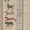 Hippopotamus (Hippopotamus amphibius), husyatâ faras al-bahr [!] [top];  "Sea sheep", al-hamal al-bahrî [upper middle]; "Sea dog", al-khizzah al-bahrî [middle]; "Sea dog", second variety [lower middle]; "Sea dog", third variety [bottom]
