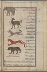 Hippopotamus (Hippopotamus amphibius), husyatâ faras al-bahr [!] [top];  "Sea sheep", al-hamal al-bahrî [upper middle]; "Sea dog", al-khizzah al-bahrî [middle]; "Sea dog", second variety [lower middle]; "Sea dog", third variety [bottom]