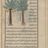 Date palm (Phoenix dactylifera), al-nakhl. Male [left], female [right]