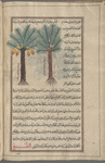 Date palm (Phoenix dactylifera), al-nakhl. Male [left], female [right]