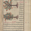 Pomegranate tree (Punica granatum), al-rummân [center]; Wild pomegranate bâlâwustiyûs, i.e., julnâr fârisî